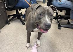 Shelter Stray Male Dog last seen Riverside Drive, NEW YORK, NY, 10025, 326 E 110th St, New York, NY 10029, USA
