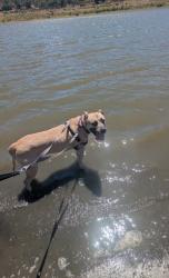 Shelter Stray Male Dog last seen Near W El Norte Parkway, Escondido, CA, 92026, Escondido, CA 92027, USA