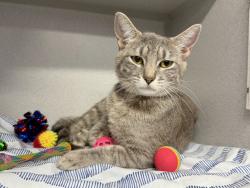 Shelter Stray Female Cat last seen Apt 6G,374 Pearl Street, NEW YORK, NY, 10038, 326 E 110th St, New York, NY 10029, USA