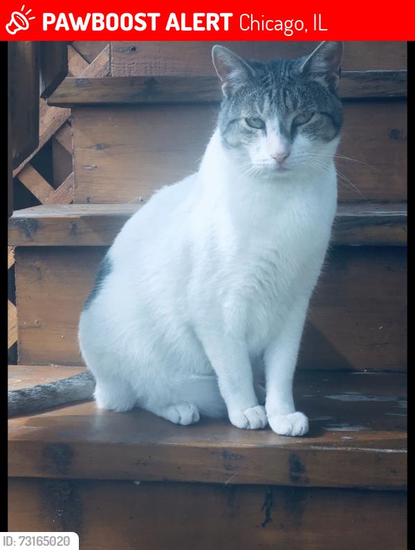 Lost Male Cat last seen On 5851 West Patterson near a Walgreens, Dunkin, Gas Station, Addison street on block over, Chicago, IL 60634