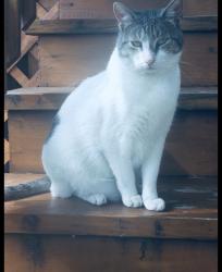 Lost Male Cat last seen On 5851 West Patterson near a Walgreens, Dunkin, Gas Station, Addison street on block over, Chicago, IL 60634