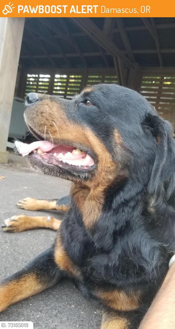 Found/Stray Female Dog last seen SEGOSTER RDand SE CHELDELIN RD Hapoy Valley, Damascus, OR 97089