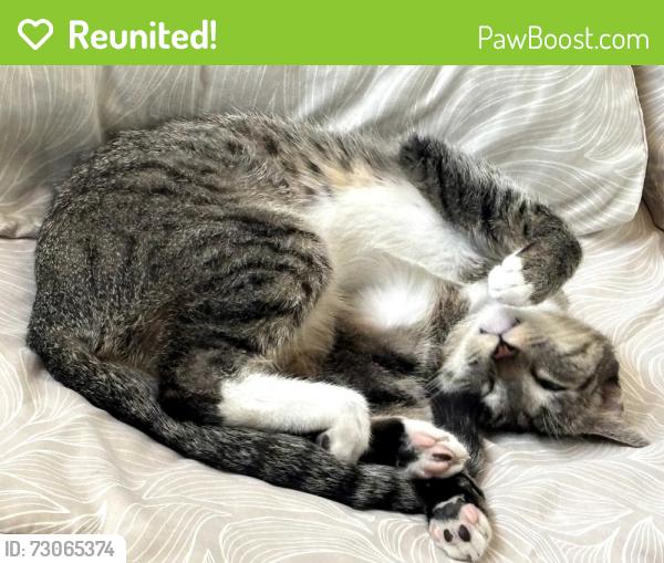 Reunited Female Cat last seen 8th and T street Southside park area, Sacramento, CA 95818