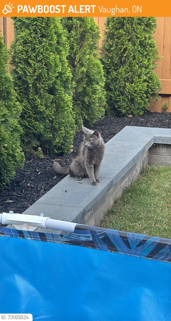 Found/Stray Male Cat last seen Vaughan Ontario, Vaughan, ON 