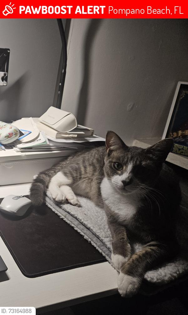 Lost Male Cat last seen Leisureville Community, Pompano Beach, FL 33064