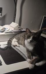 Lost Male Cat last seen Leisureville Community, Pompano Beach, FL 33064