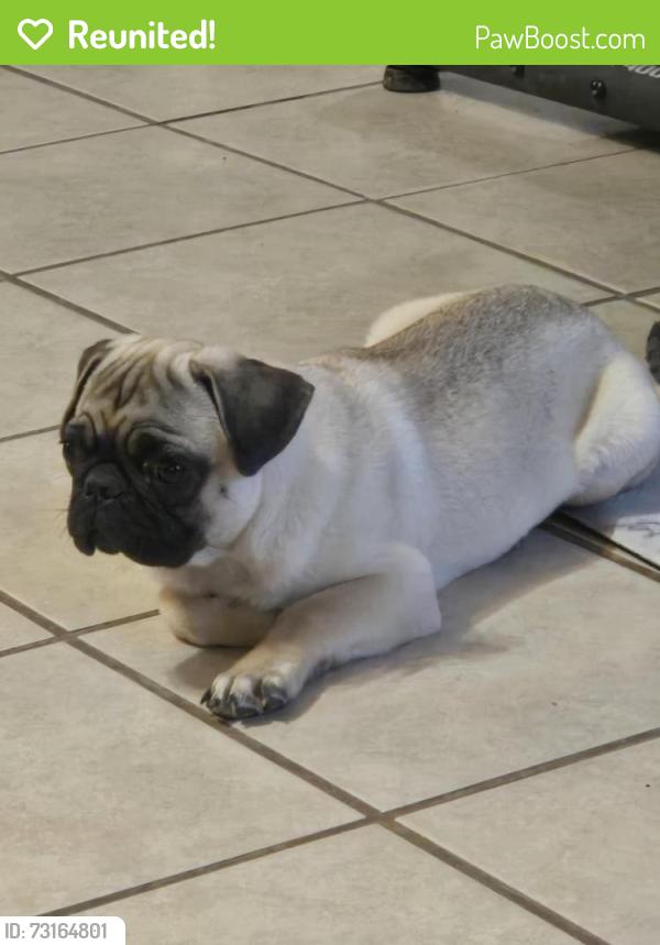 Reunited Male Dog last seen Passmore rd, Socorro, TX 79927