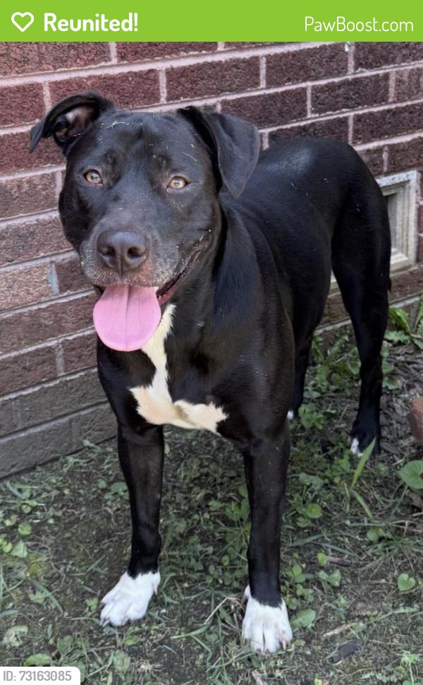 Reunited Female Dog last seen 8th and Yale, Tulsa, OK 74112