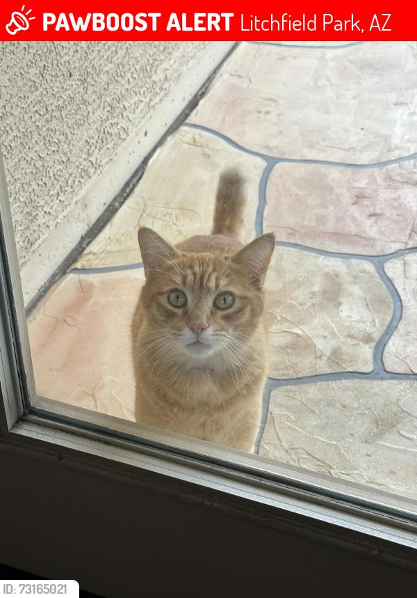 Lost Male Cat last seen Segovia Dr@campbell, Litchfield Park, AZ 85340