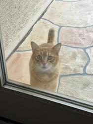 Lost Male Cat last seen Segovia Dr@campbell, Litchfield Park, AZ 85340