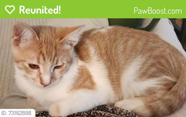 Reunited Male Cat last seen Via La Mesa, Laguna Woods, CA 92637