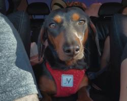 Reunited Female Dog last seen Near V St, Lompoc, CA 93436, USA, Lompoc, CA 93436