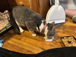 Lost Male Cat last seen Jumped out of parked car on 74th and Halsey and vanished, Portland, OR 97213