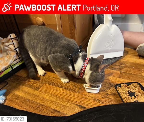 Lost Male Cat last seen Jumped out of parked car on 74th and Halsey and vanished, Portland, OR 97213