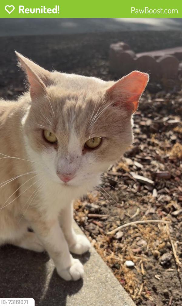 Reunited Male Cat last seen bahama avenue, Hayward, CA 94545
