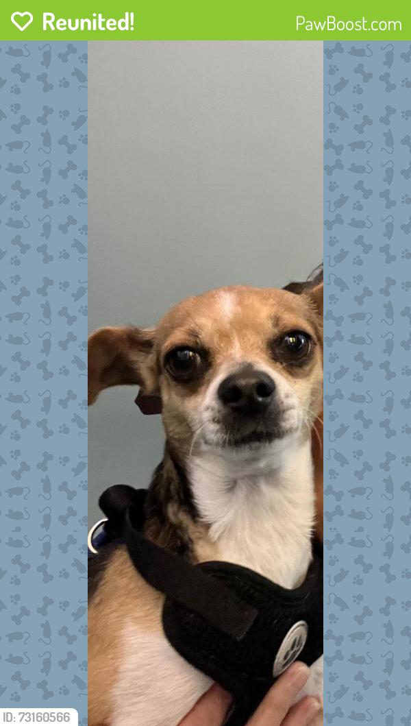 Reunited Male Dog last seen O’Connor & Stauh Rd, San Antonio, TX 78247