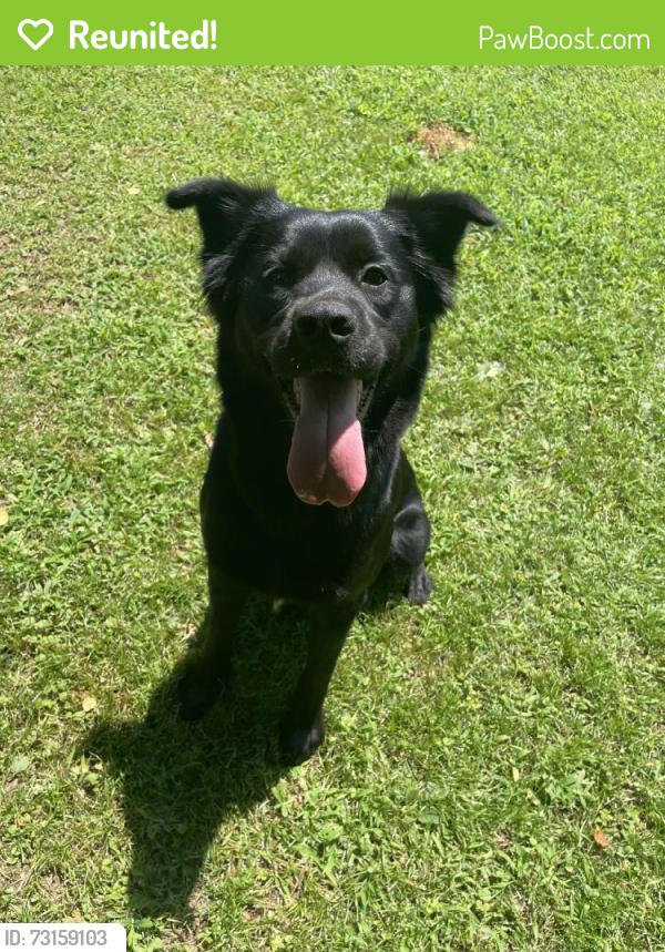 Reunited Female Dog last seen Wirsing ave, Fort Smith, AR 72904