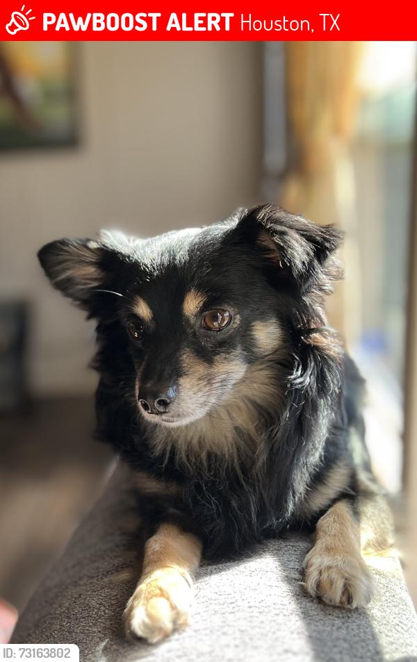 Lost Male Dog last seen Huntington ests Dr, Houston, TX 77099