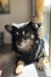 Lost Male Dog last seen Huntington ests Dr, Houston, TX 77099