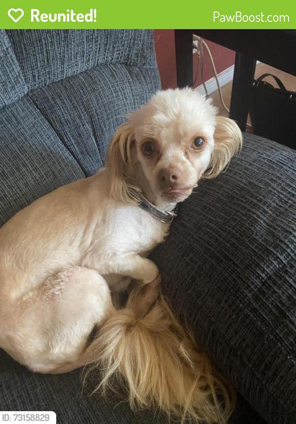Reunited Male Dog last seen Towers and Donora, Torrance, CA 90503