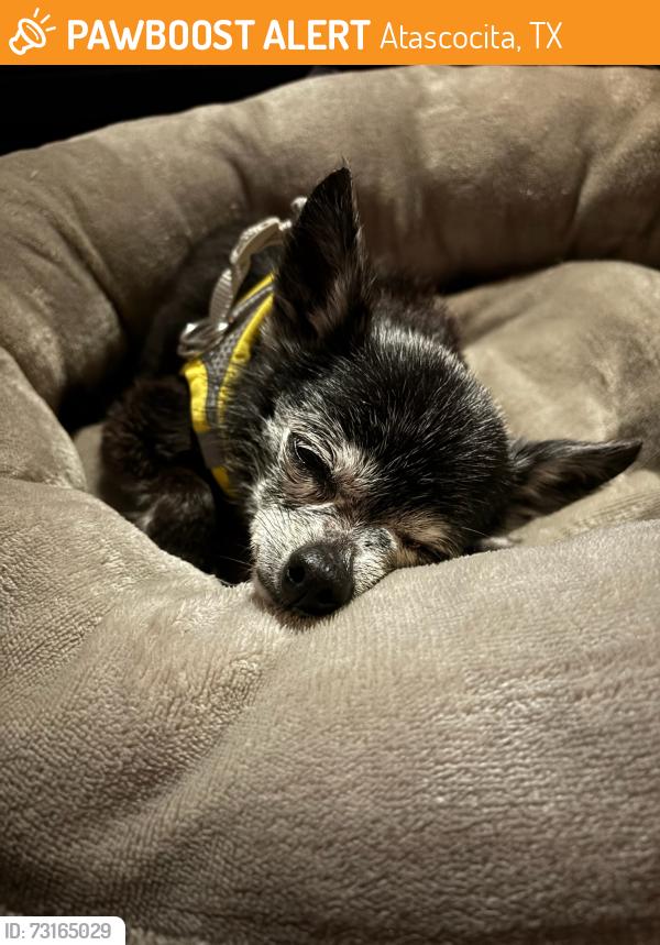 Found/Stray Male Dog last seen Walking on the street alongside Walmart towards Liangs Restaurant and the Storage Unit Complex, Atascocita, TX 77346