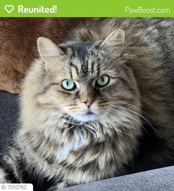 Reunited Male Cat last seen Église Saint-Mathieu, Montréal, QC H2A 3H9