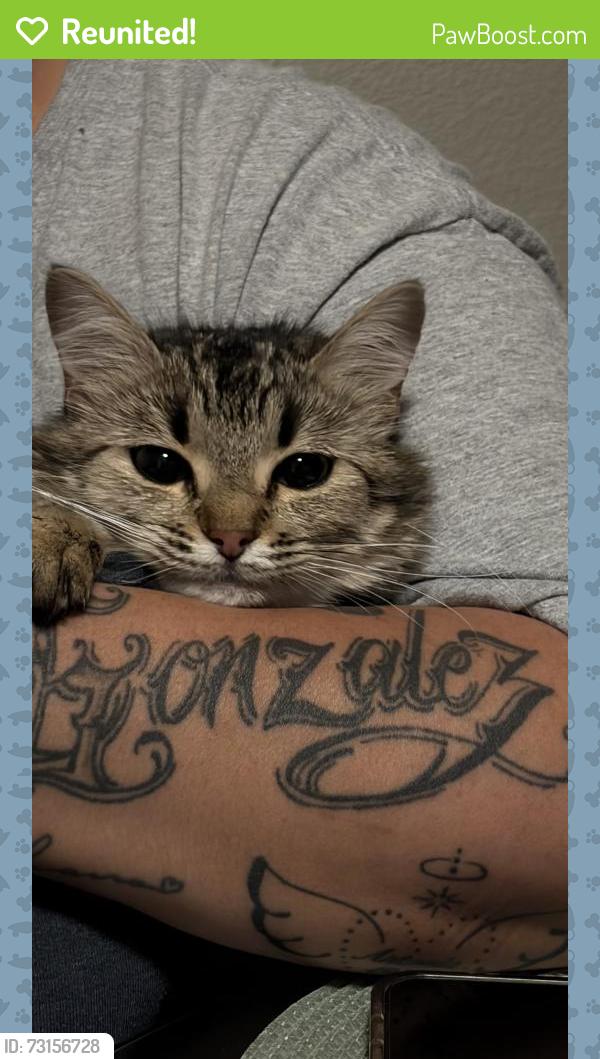Reunited Female Cat last seen Near SE Holgate Blvd, Portland, OR 97266