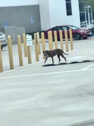 Found/Stray Female Dog last seen Amazon Warehouse Parking Lot, San Bernardino, CA 92407