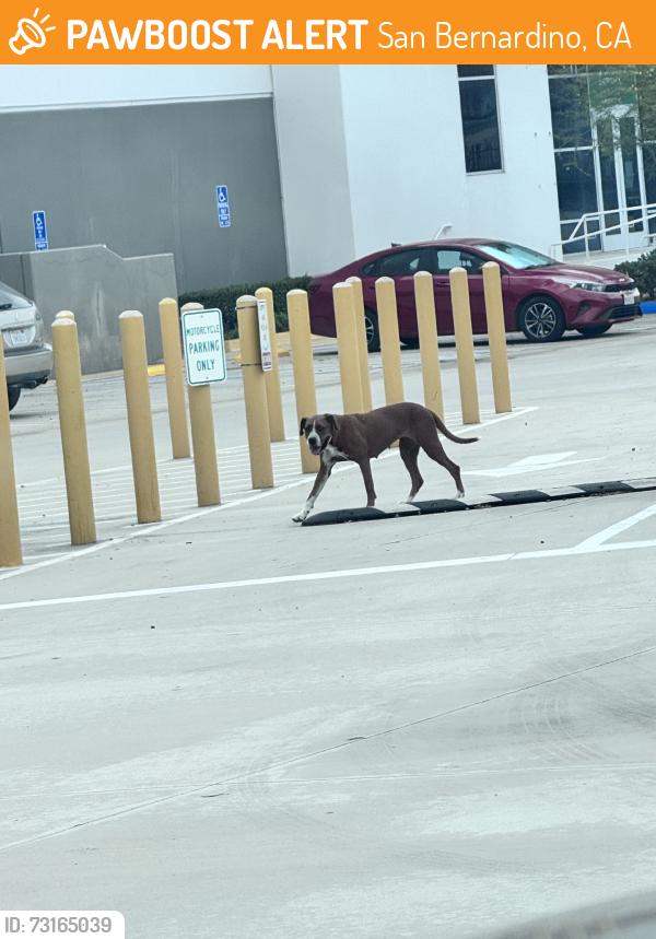 Found/Stray Female Dog last seen Amazon Warehouse Parking Lot, San Bernardino, CA 92407