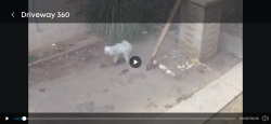Lost Male Dog last seen Around 8th or 9th street, Modesto, CA 95354