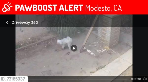 Lost Male Dog last seen Around 8th or 9th street, Modesto, CA 95354