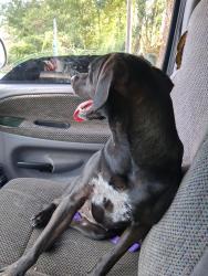 Reunited Female Dog last seen North Tryon / east 16th st (uhaul dealer), Charlotte, NC 28206