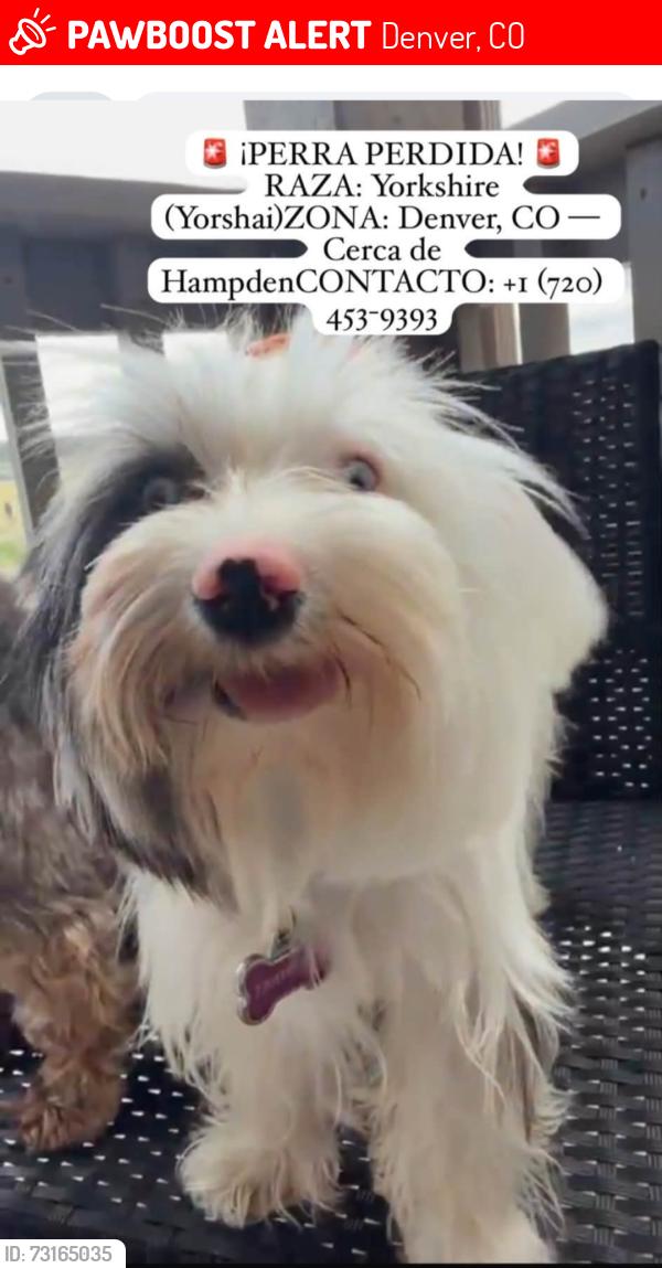 Lost Female Dog last seen Near E Yale Ave, Denver, CO 80222