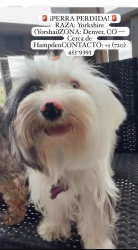 Lost Female Dog last seen Near E Yale Ave, Denver, CO 80222