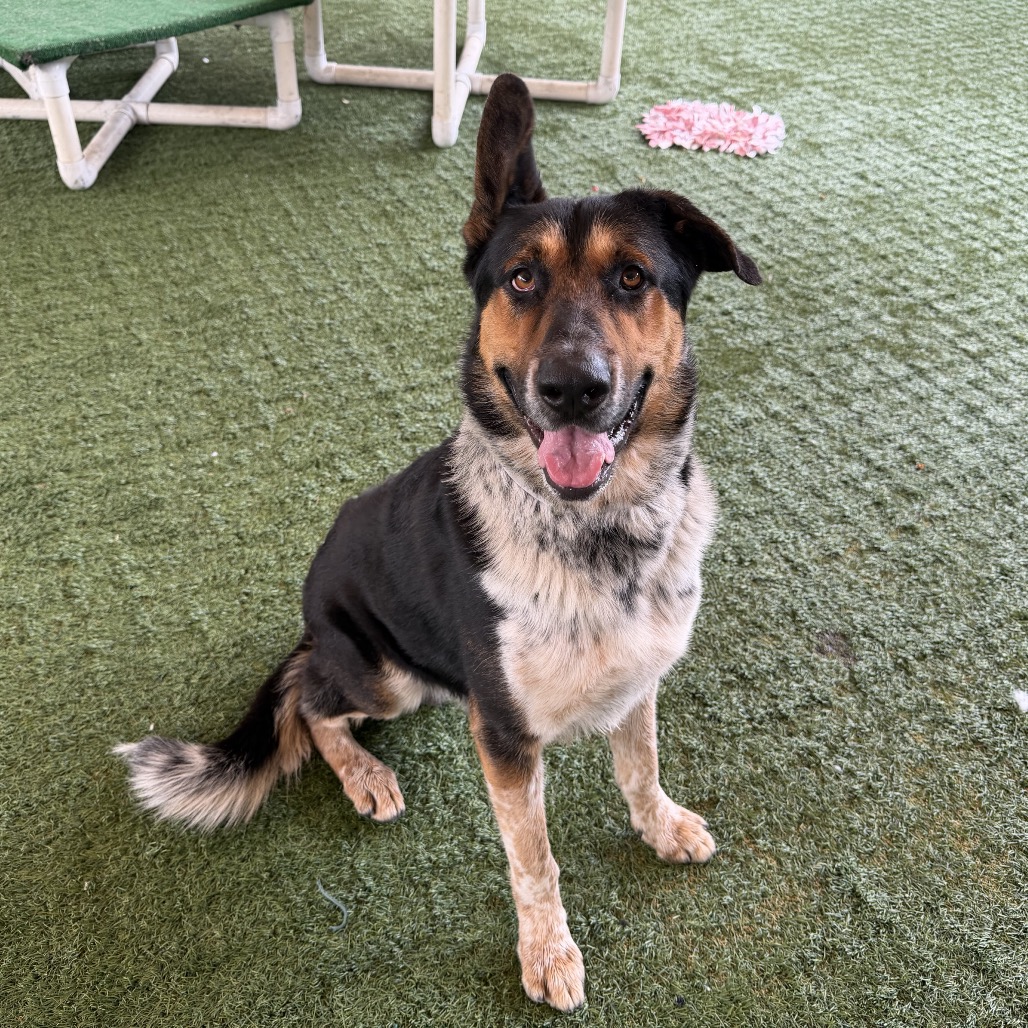 Shelter Stray Male Dog last seen , 361 S Raymond Ave, Pasadena, CA 91105, USA