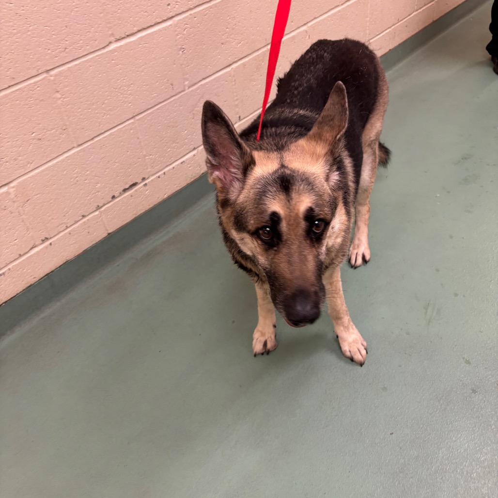 Shelter Stray Female Dog last seen , 2350 Appling City Cove, Memphis, TN 38133, USA