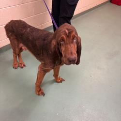 Shelter Stray Male Dog last seen , 2350 Appling City Cove, Memphis, TN 38133, USA