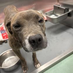 Shelter Stray Female Dog last seen , 2350 Appling City Cove, Memphis, TN 38133, USA