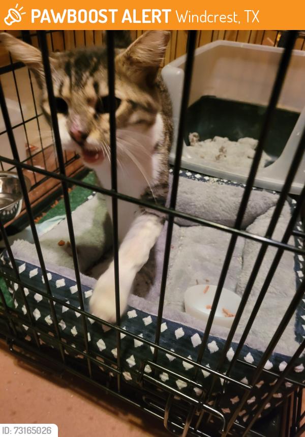 Found/Stray Male Cat last seen Montgomery 78239, Windcrest, TX 78239