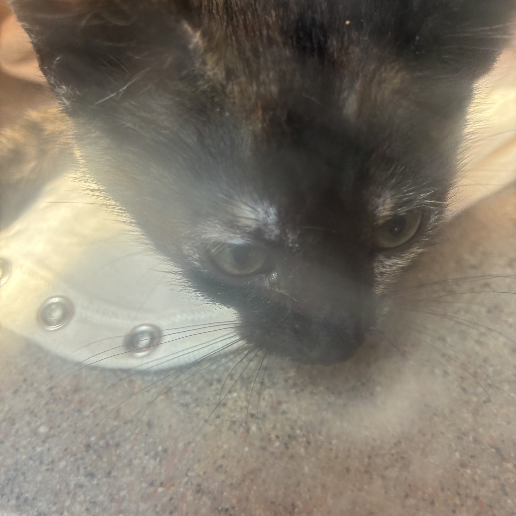 Shelter Stray Female Cat last seen , Animal Care & Control Team of Philly, 111 W Hunting Park Ave, Philadelphia, PA 19140, USA