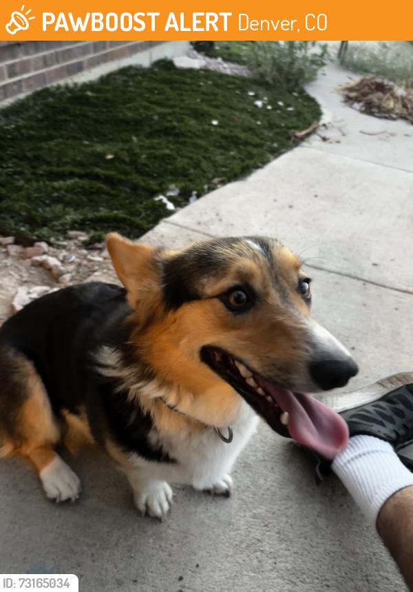 Found/Stray Unknown Dog last seen Near blackhawk way, Denver, CO 80239