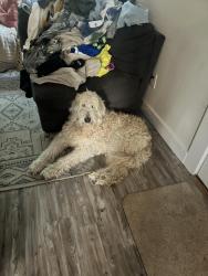Reunited Female Dog last seen 50th and Henderson, Portland, OR 97206