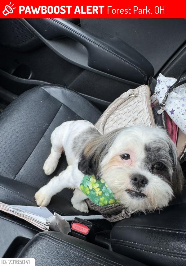 Lost Female Dog last seen Fairborn Road, Forest Park, OH 45240