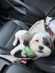Lost Female Dog last seen Fairborn Road, Forest Park, OH 45240