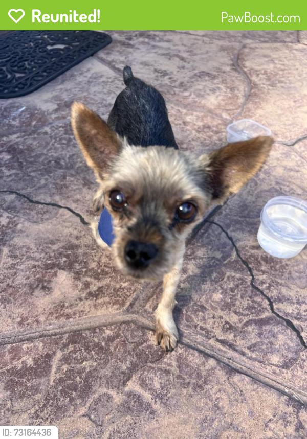 Reunited Male Dog last seen Santa Sierra, Chula Vista, CA 91913