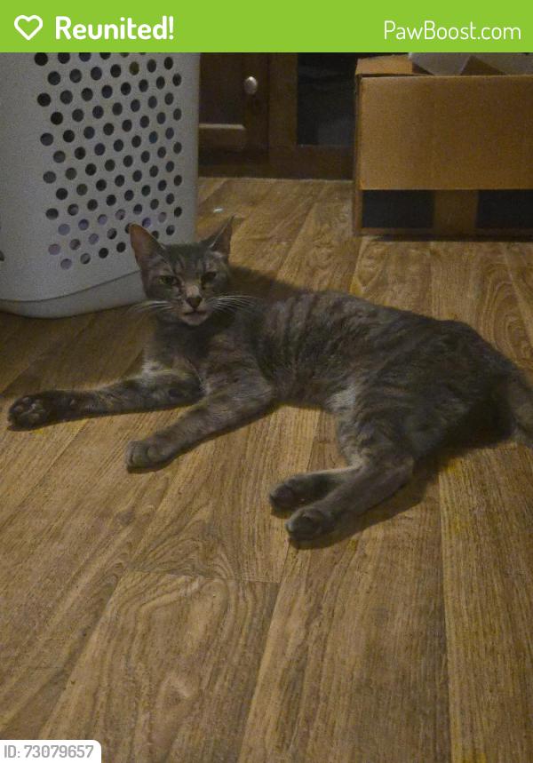 Reunited Male Cat last seen At Lake lavon north luxury rv park, Princeton, TX 75407