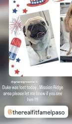 Lost Male Dog last seen Mission Ridge, El Paso, TX 79928