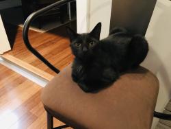 Lost Male Cat last seen Mill Damn Rd, Virginia Beach, VA 23454