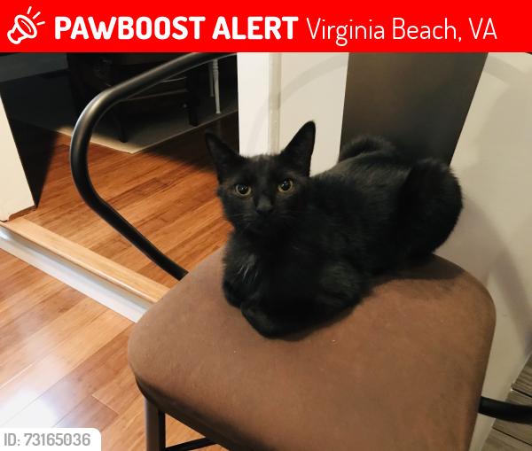 Lost Male Cat last seen Mill Damn Rd, Virginia Beach, VA 23454