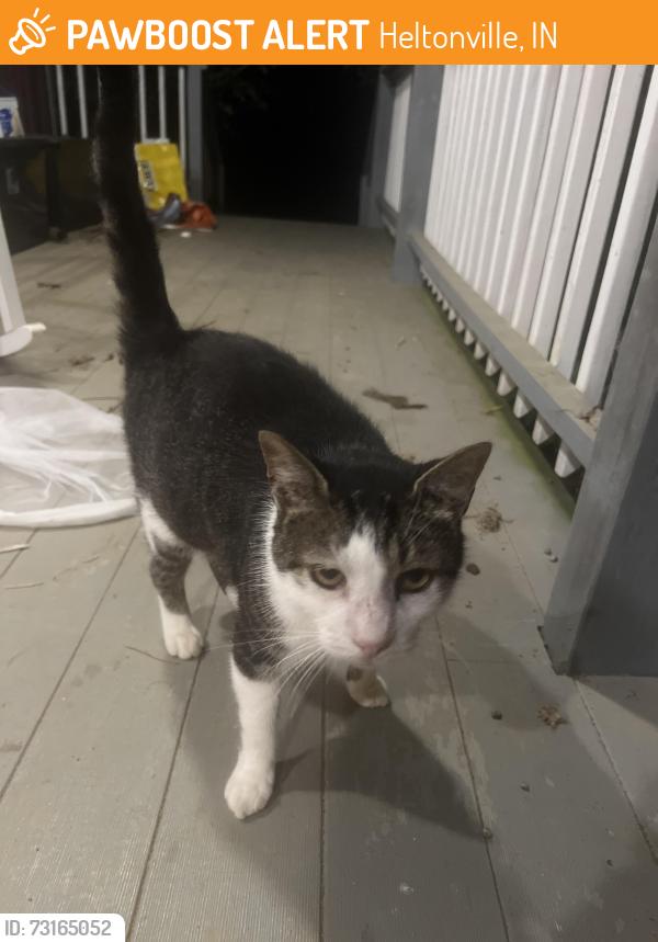 Found/Stray Unknown Cat last seen Contact for more info, Heltonville, IN 47436